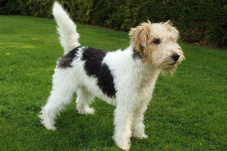 Фокс жесткошерстный