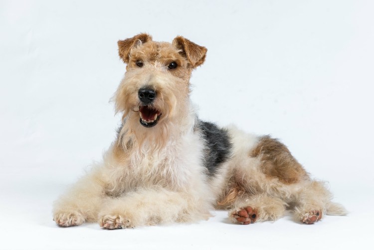 Такса кроличья жесткошерстная карликовая