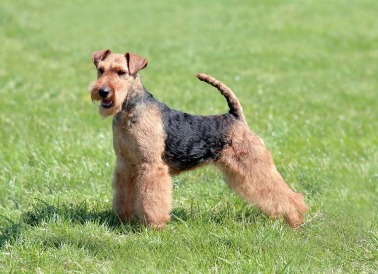 Эрдельтерьер серый