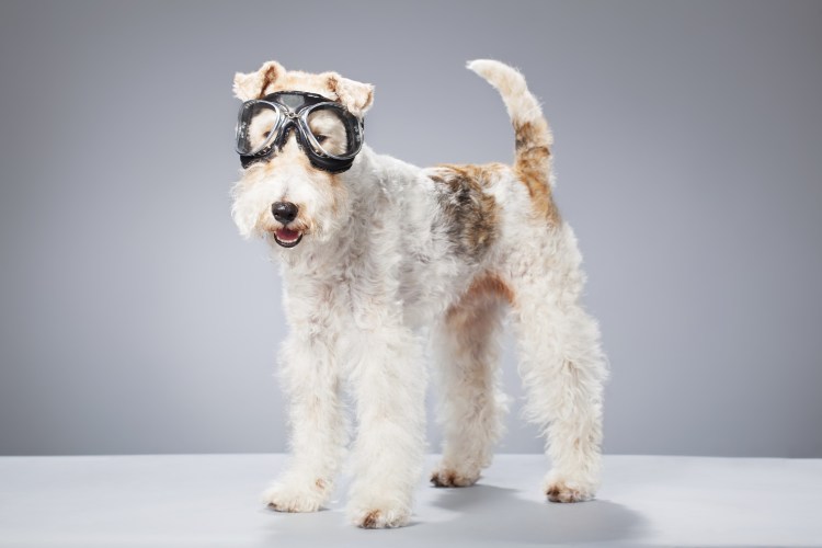 Порода собак Фокстерьер