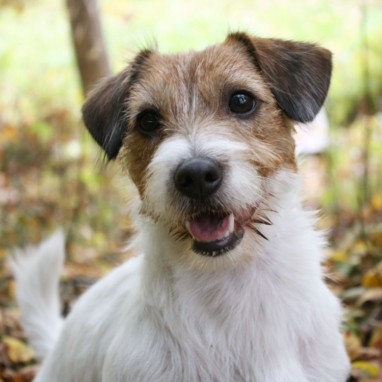 Терьер Вельштерьер