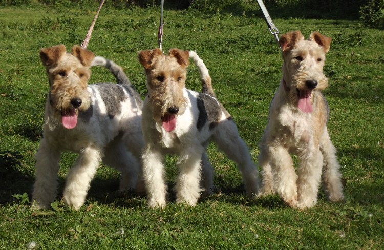 Жесткошерстный Пойнтер гриффон Кортальса