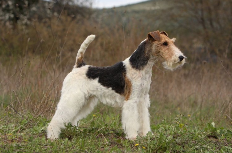 Терьер Фокс Фокстерьер