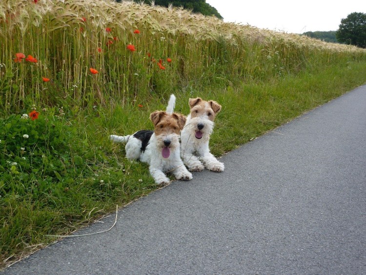 Такса кроличья жесткошерстная