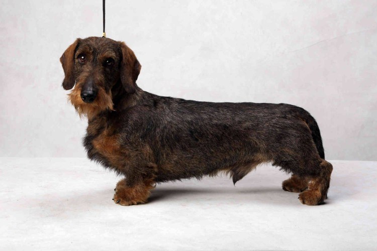 Таксы жесткошерстные стандарт