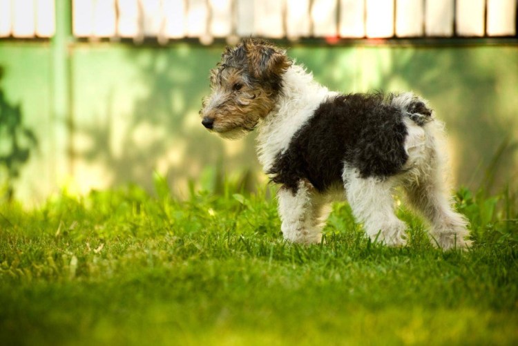 Терьер Фокс Фокстерьер