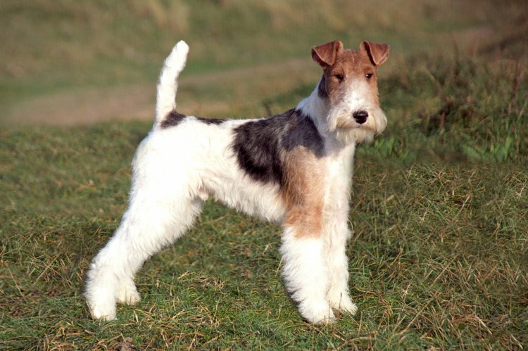 Фокс-терьер охотничья