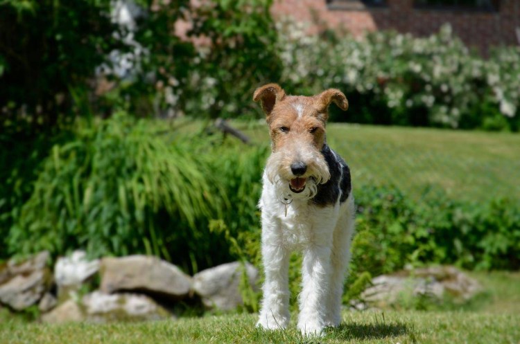 Большой вандейский Бассет-гриффон