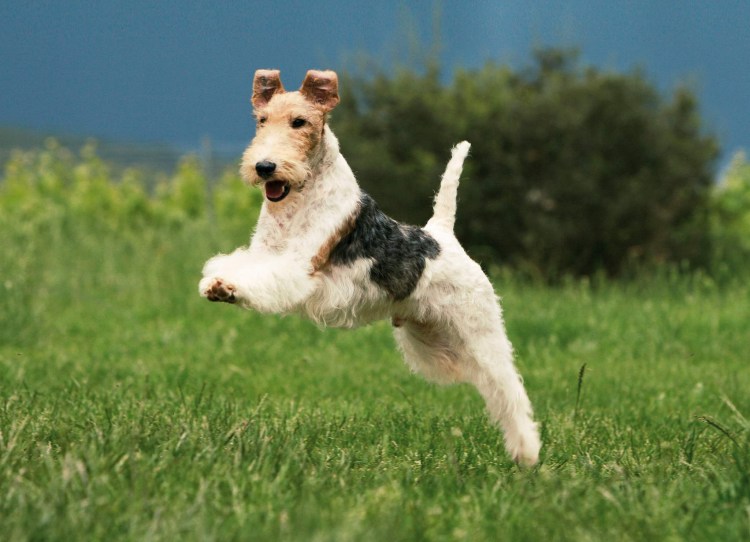 Порода собак Фокстерьер