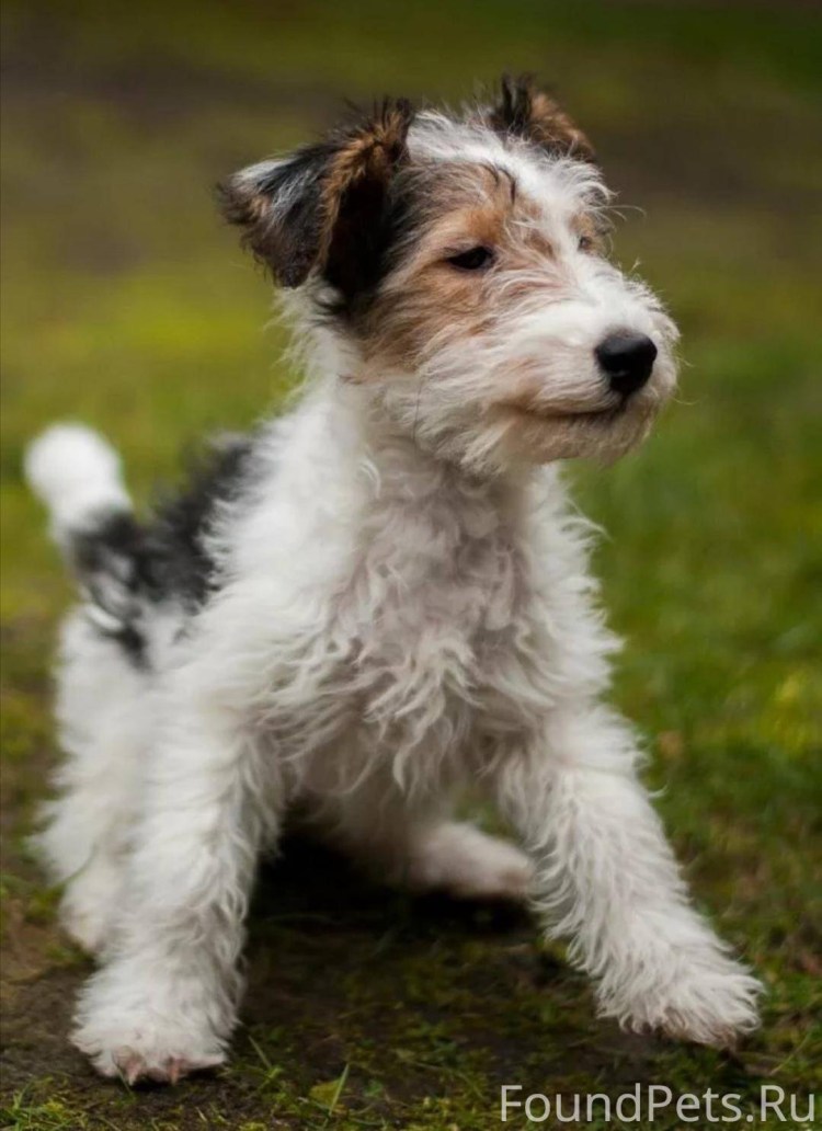 Фокстеререр жескошорстный
