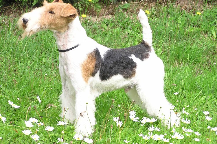 Длинношерстный Фокстерьер