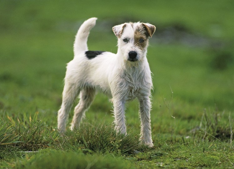 Дойч дратхаар