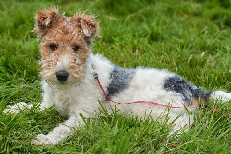 Hand stripping wire Fox Terrier