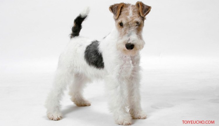 Парсон Рассел терьер жесткошерстный