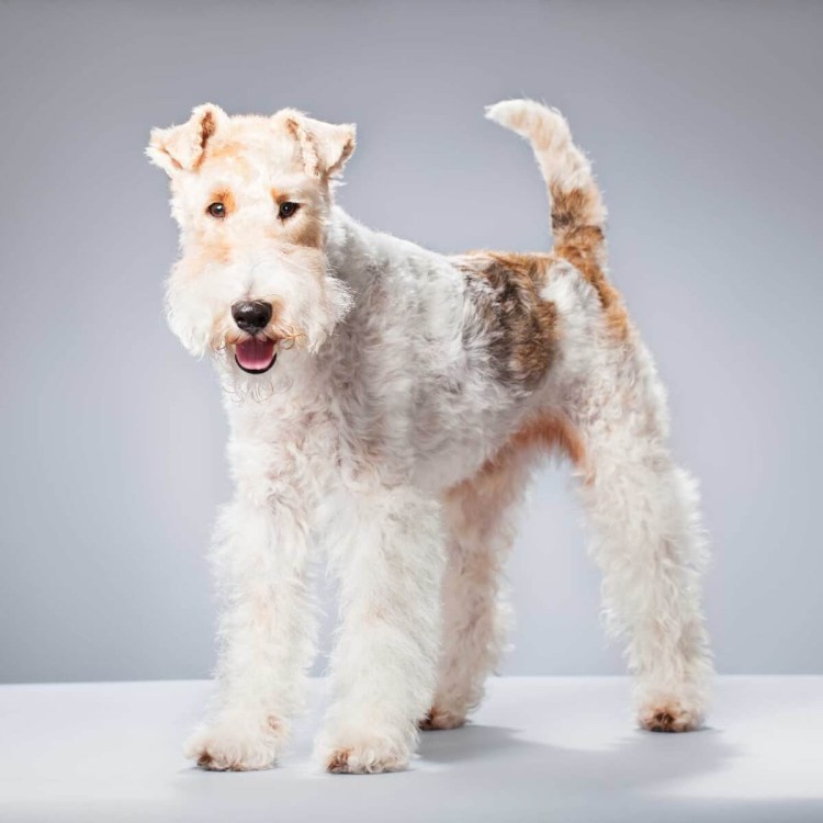 Порода Фокстерьер жесткошерстный