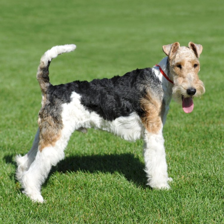 Жесткошёрстный жесткошёрстный Фокстерьер