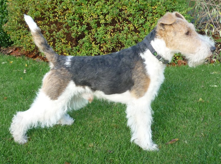 Джек-Рассел-терьер жесткошерстный