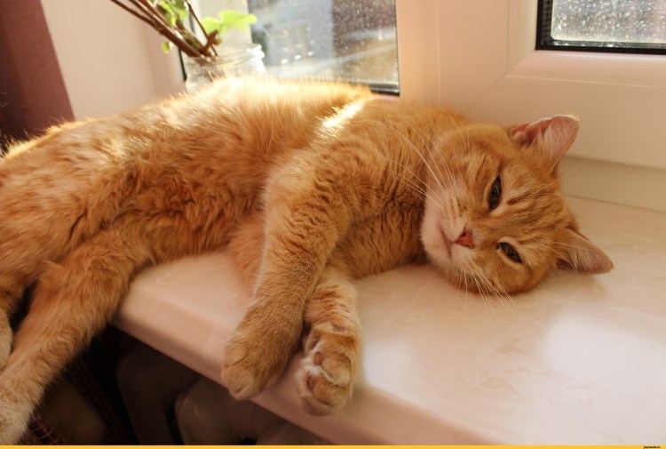 Рыжая кошка в доме