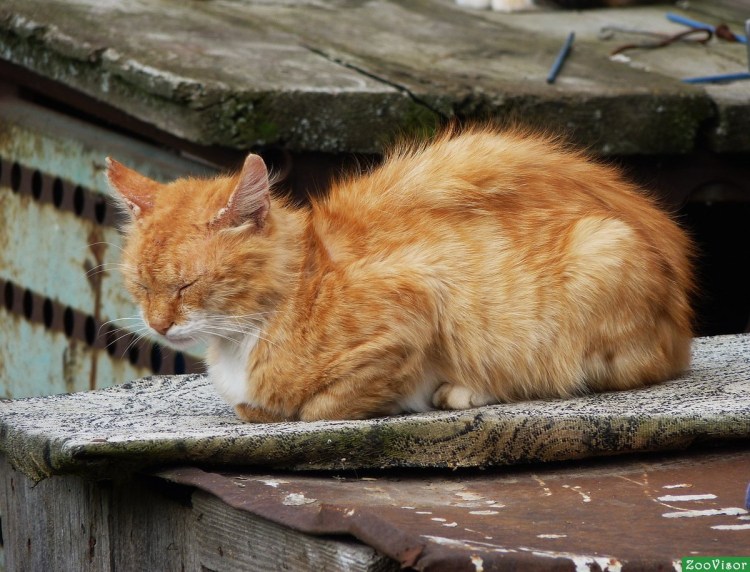 Рыжий кот с цветами