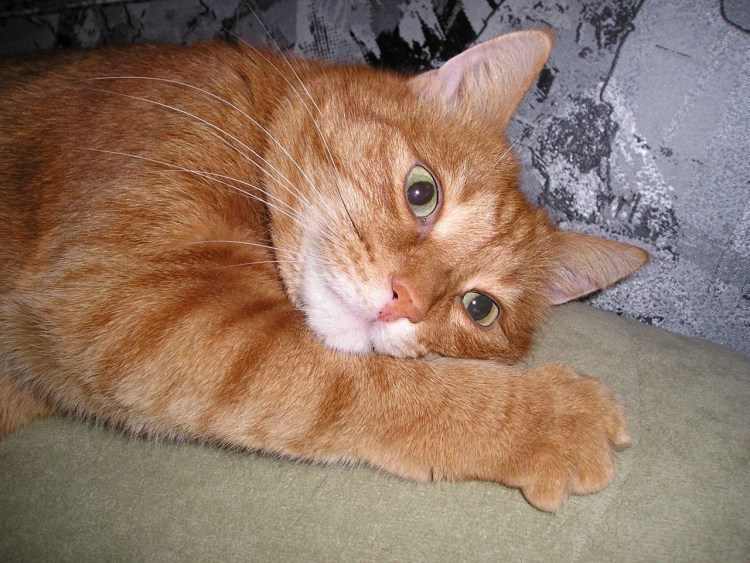 Тигровый макрелевый табби рыжий