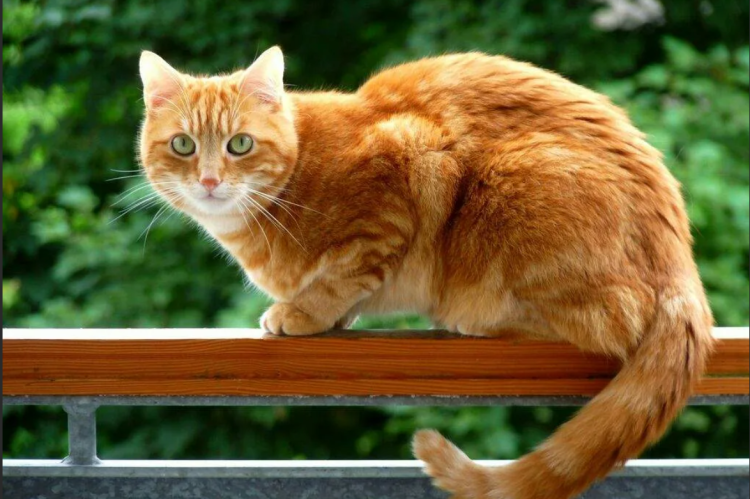 Европейский короткошерстный кот рыжий