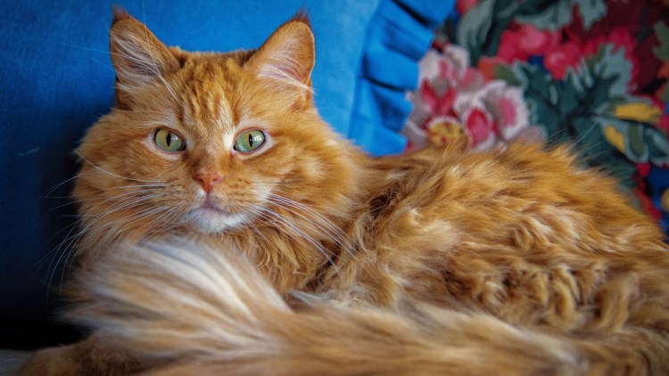 Рыжий котик
