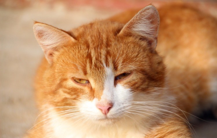 Сибирская кошка рыжая короткошерстная