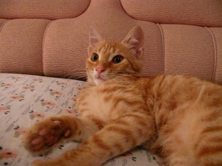 Красный табби макрель