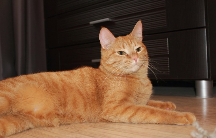 Домашняя кошка рыжая