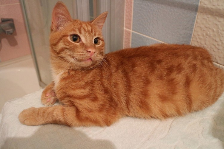 Макрелевый табби рыжий