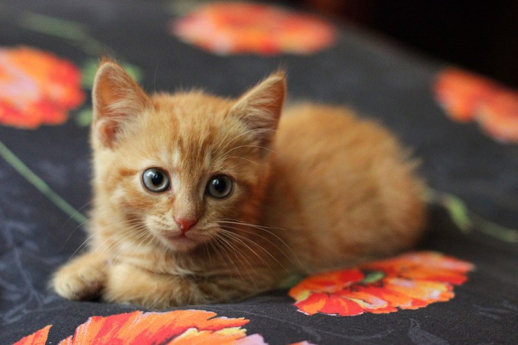 Рыжий кот домашний