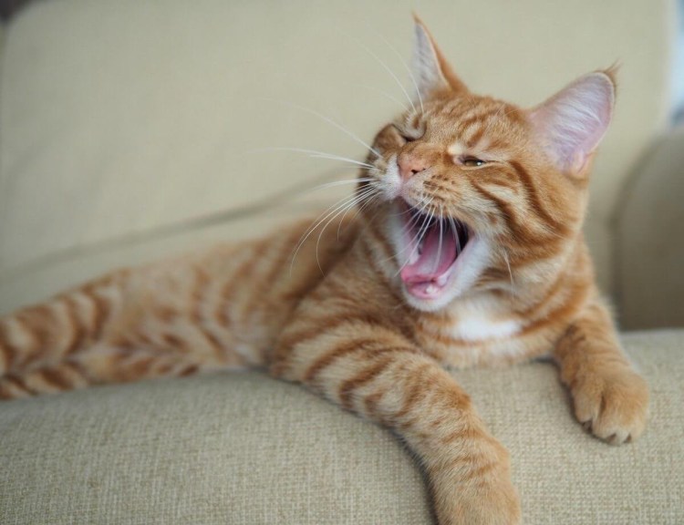 Европейский короткошерстный кот рыжий