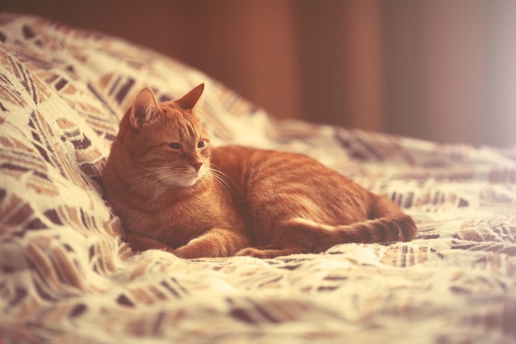 Большой рыжий кот