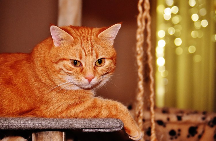 Рыжая пушистая кошка