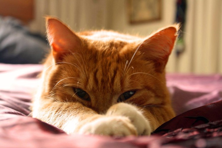 Беспородный рыжий кот