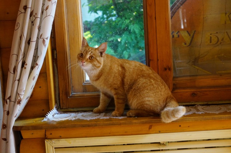 Сибирский гладкошерстный рыжий кот