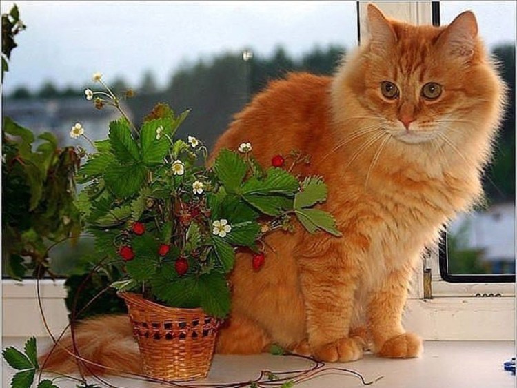 Рыжий кот домашний