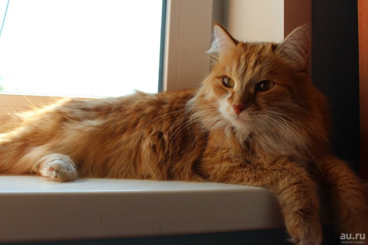 Рыжий кот домашний