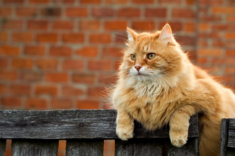 Европейская короткошерстная кошка рыжая