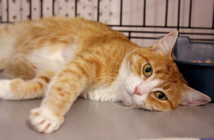 Рыжая кошка в доме