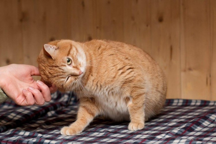 Бездомный рыжий кот