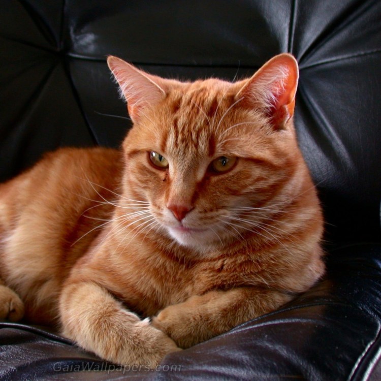 Американский рингтейл рыжий