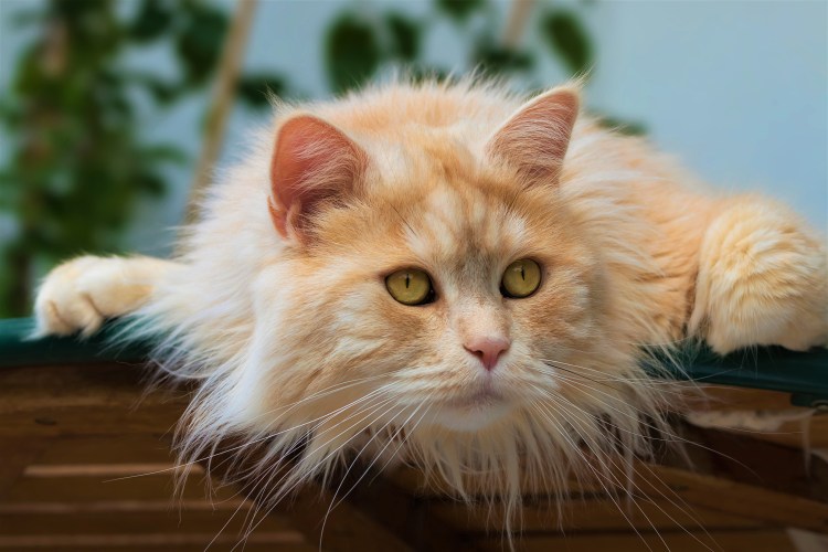 Рыжие коты в доме