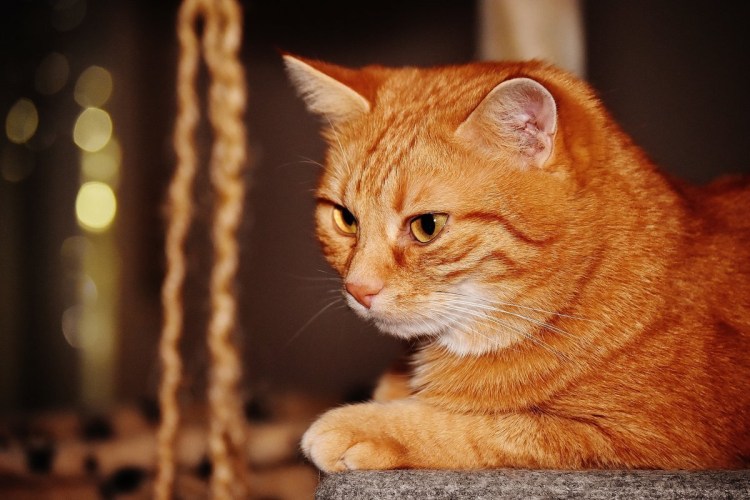 Ангорская Сибирская кошка рыжая