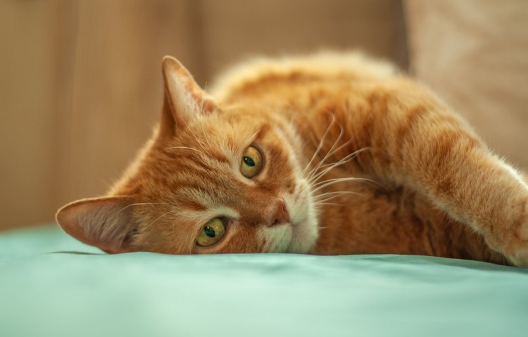 Мейн кун рыжий