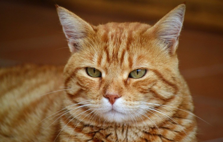 Рыжая кошка