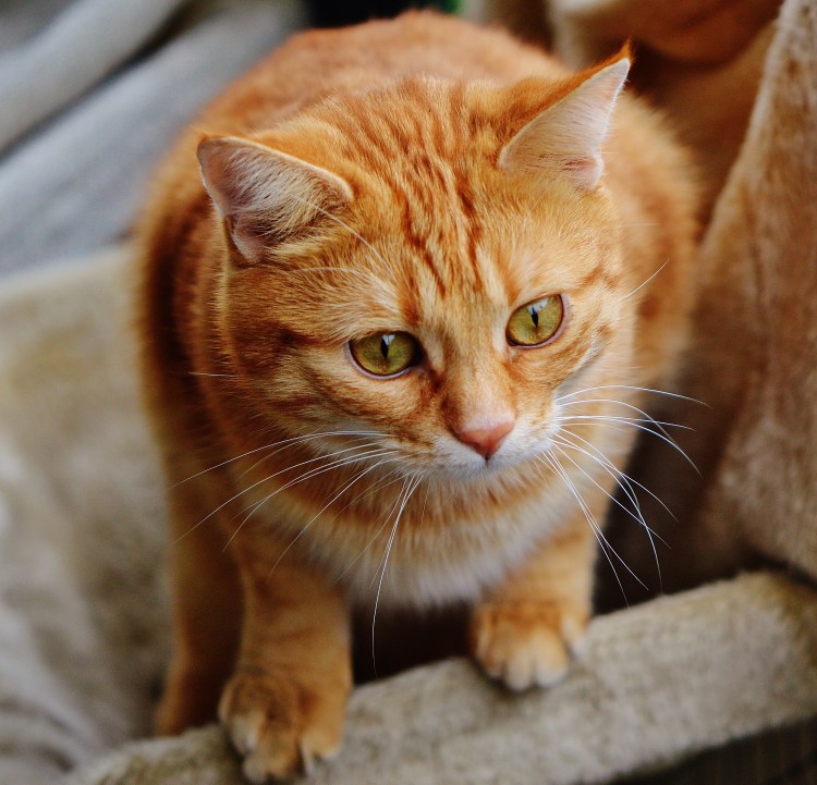 Тигровый макрелевый табби рыжий