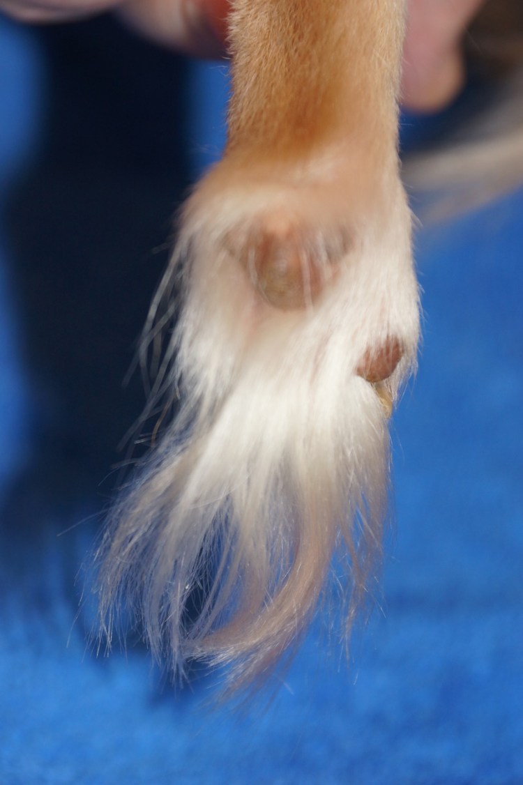 Стрижка лап Шпицу