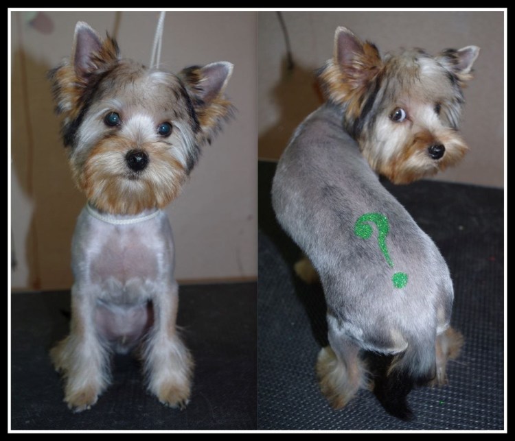 Стрижка щенка Йорка 5 месяцев