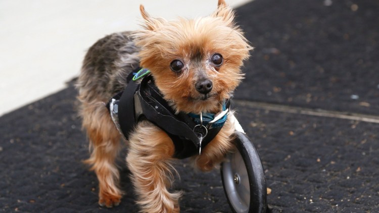 Лапы йоркширского терьера